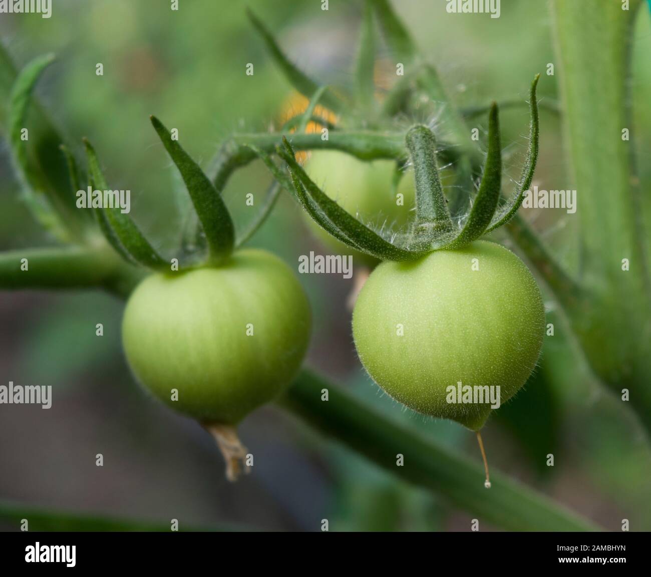 Green tomatoes fruits grown in home greenhouse. Natural daylight close photo. Stock Photo