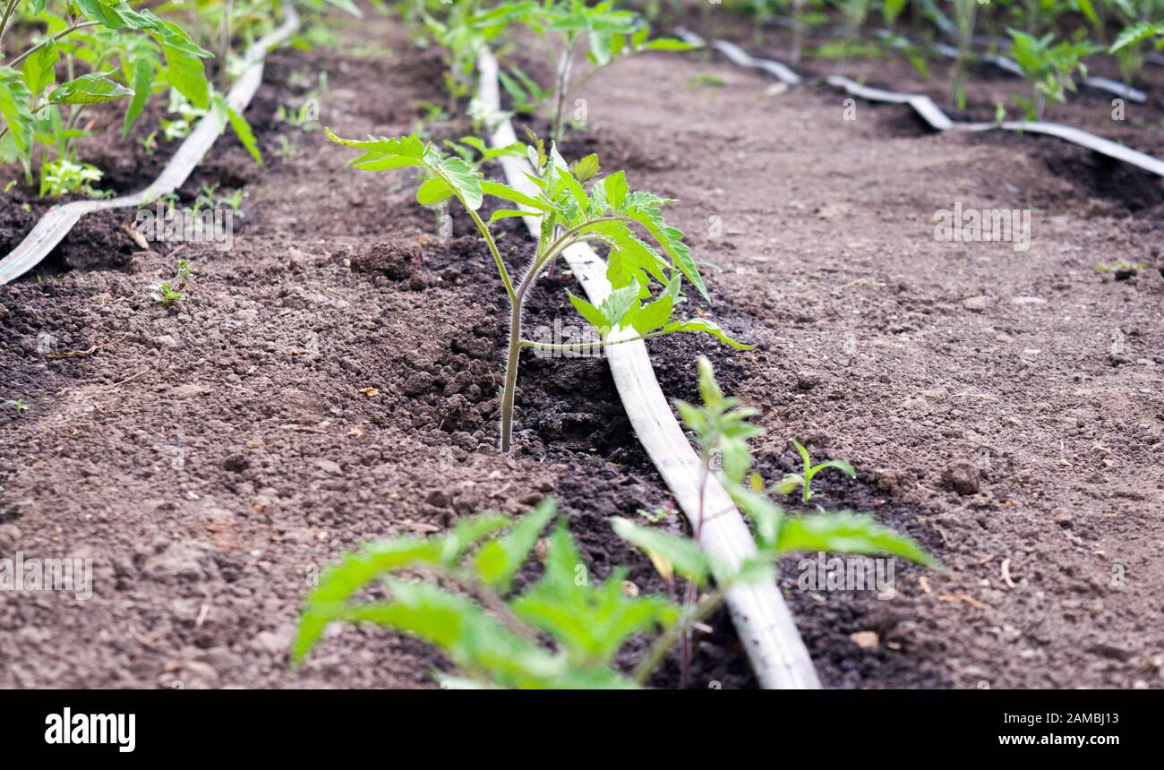 Tomato plants cultivated in green house with dripping lines laid along the rows of tomatoes. Stock Photo