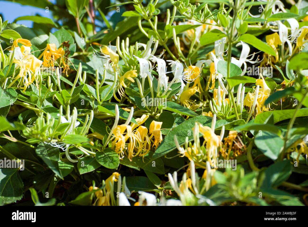 Lonicera periclymenum, known by common names as honeysuckle, common honeysuckle, European honeysuckle, or woodbine: beautiful yellow and white flowers. Stock Photo