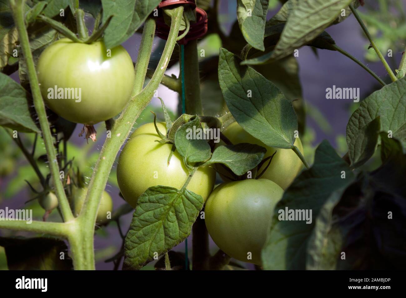 Green tomatoes fruits grown in home greenhouse. Natural daylight close photo. Stock Photo