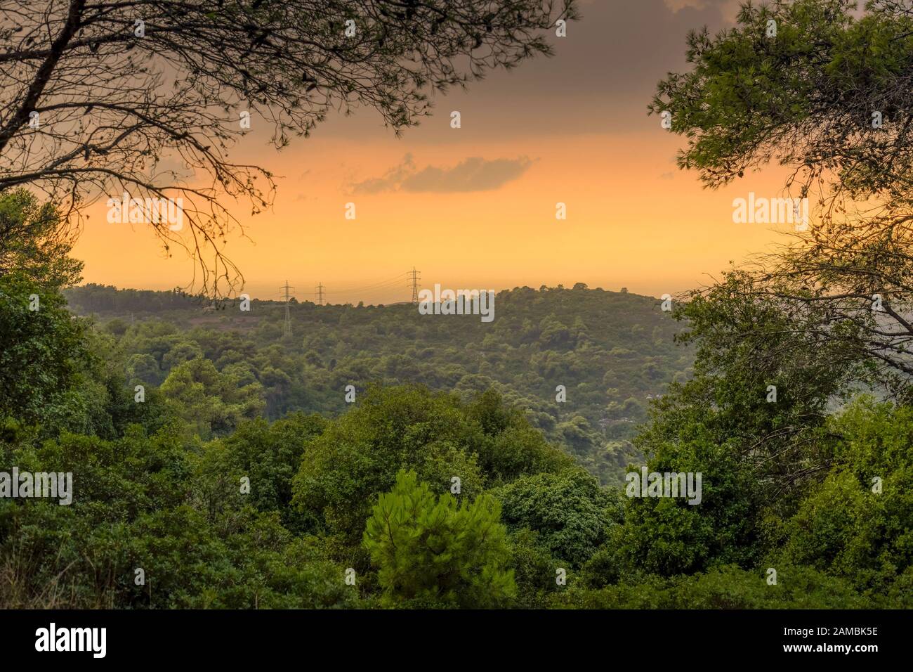 Wald, Sonnenuntergang, Nationalpark, Karmel Gebirge, Israel Stock Photo
