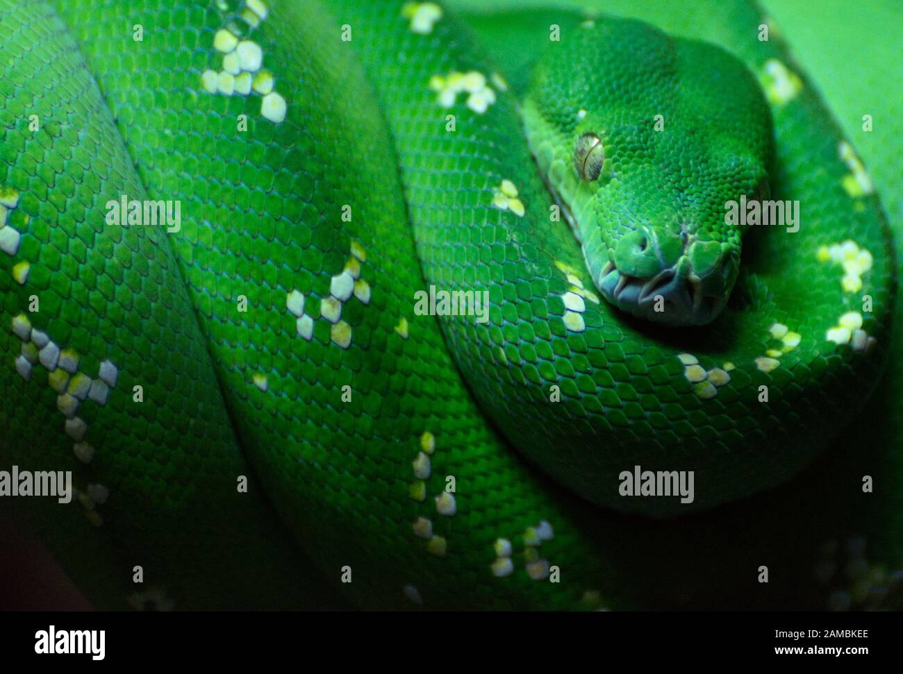 Green Tree Python Morelia viridis / Chondropython viridis Stock Photo