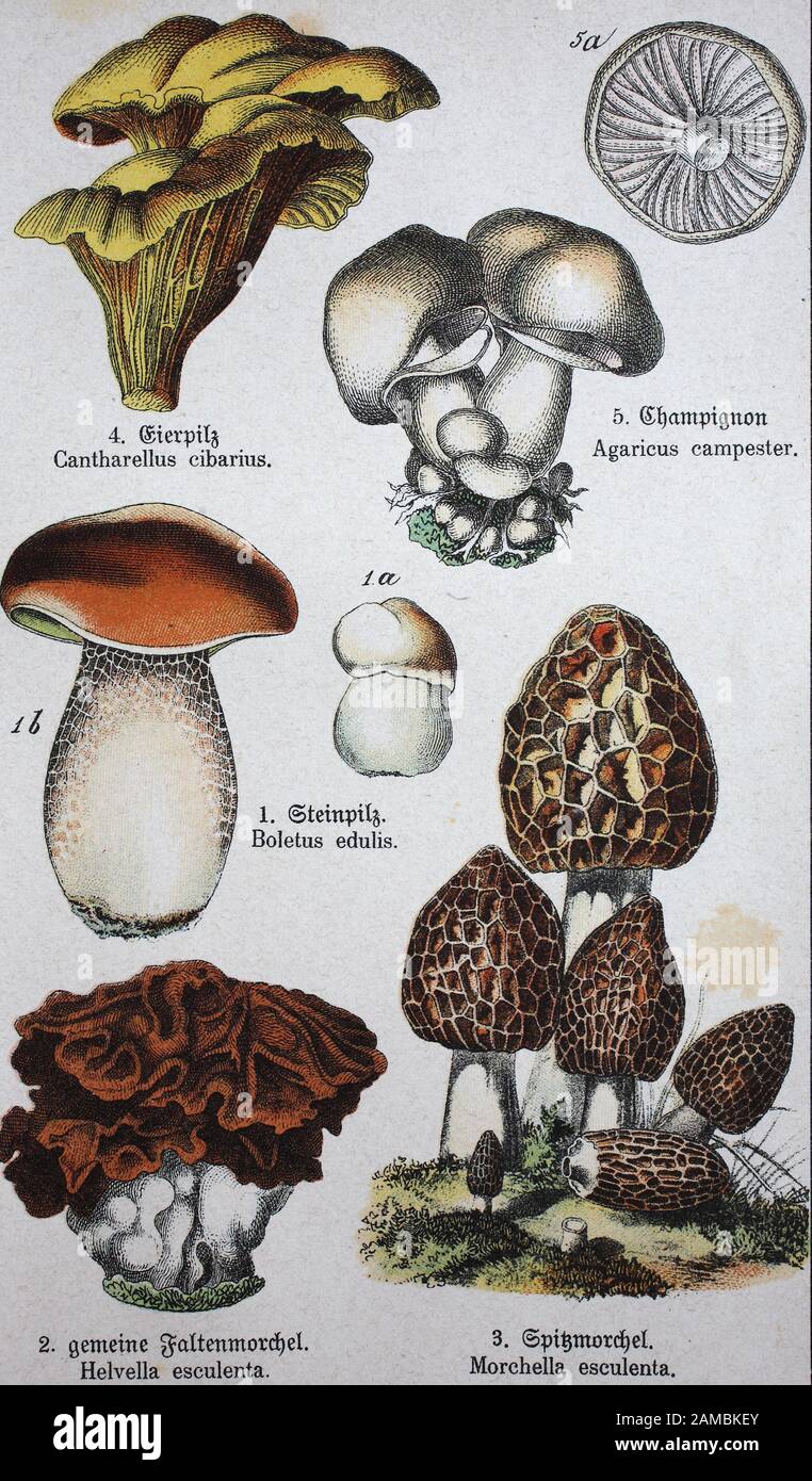 edible mushrooms, Cantharellus cibarius, a species of golden chanterelle, Agaricus campestri, the cultivated button mushroom Agaricus bisporus or field mushroom, Boletus edulis, known as penny bun, cep, porcino or porcini, Gyromitra esculenta , Morchella esculenta, known as common morel, morel, yellow morel, true morel, morel mushroom, and sponge morel  /  essbare pilze, cantharellus cibarius, eine art von goldenem pfifferling, agaricus campestri, der gezüchtete knopfpilz agaricus bisporus oder feldpilz, steinpilz, steinpilz oder steinpilz, gyromitra esculenta, morchella esculenta Morchel, gel Stock Photo