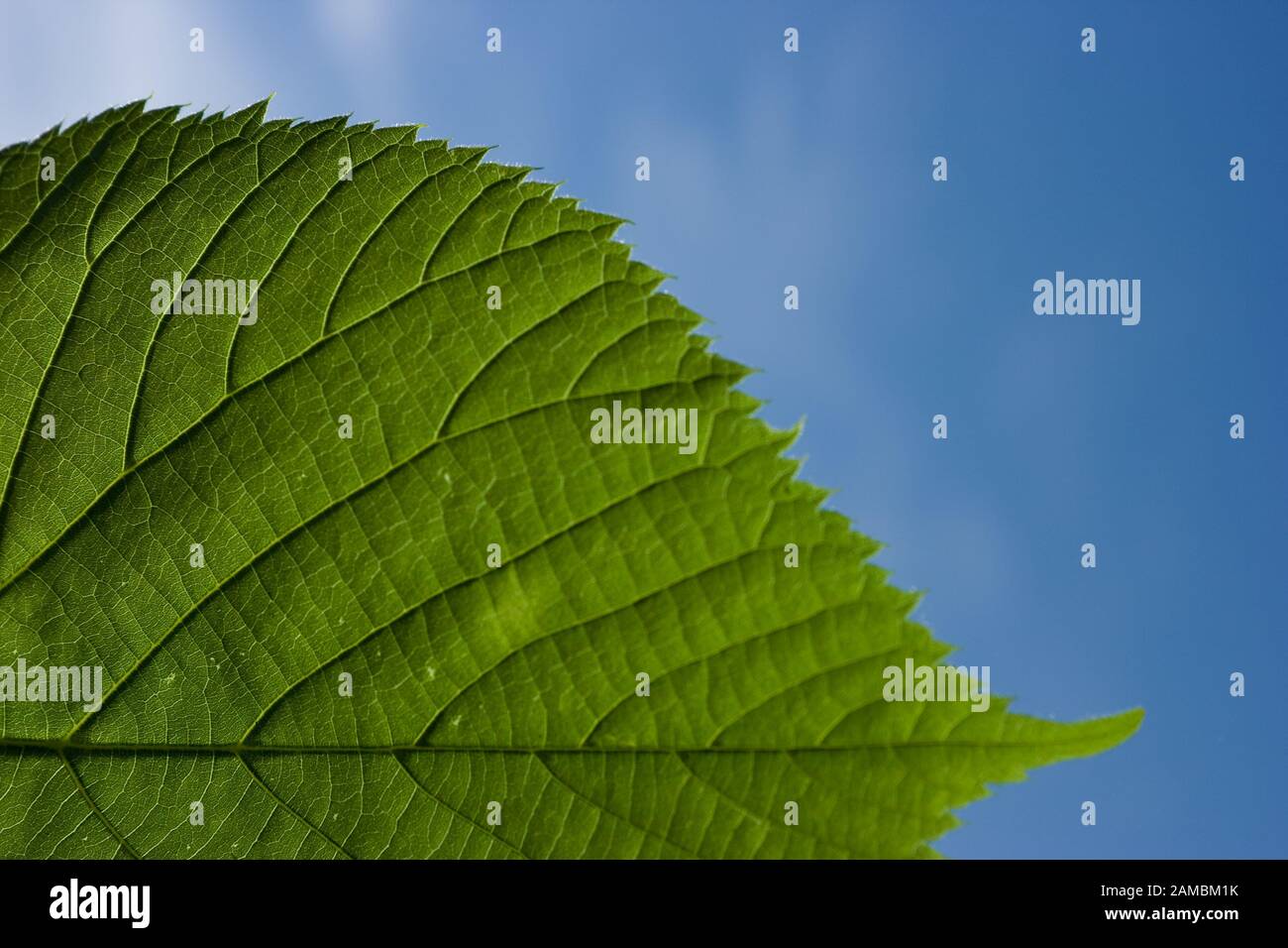 green leaf and blue sky Stock Photo - Alamy