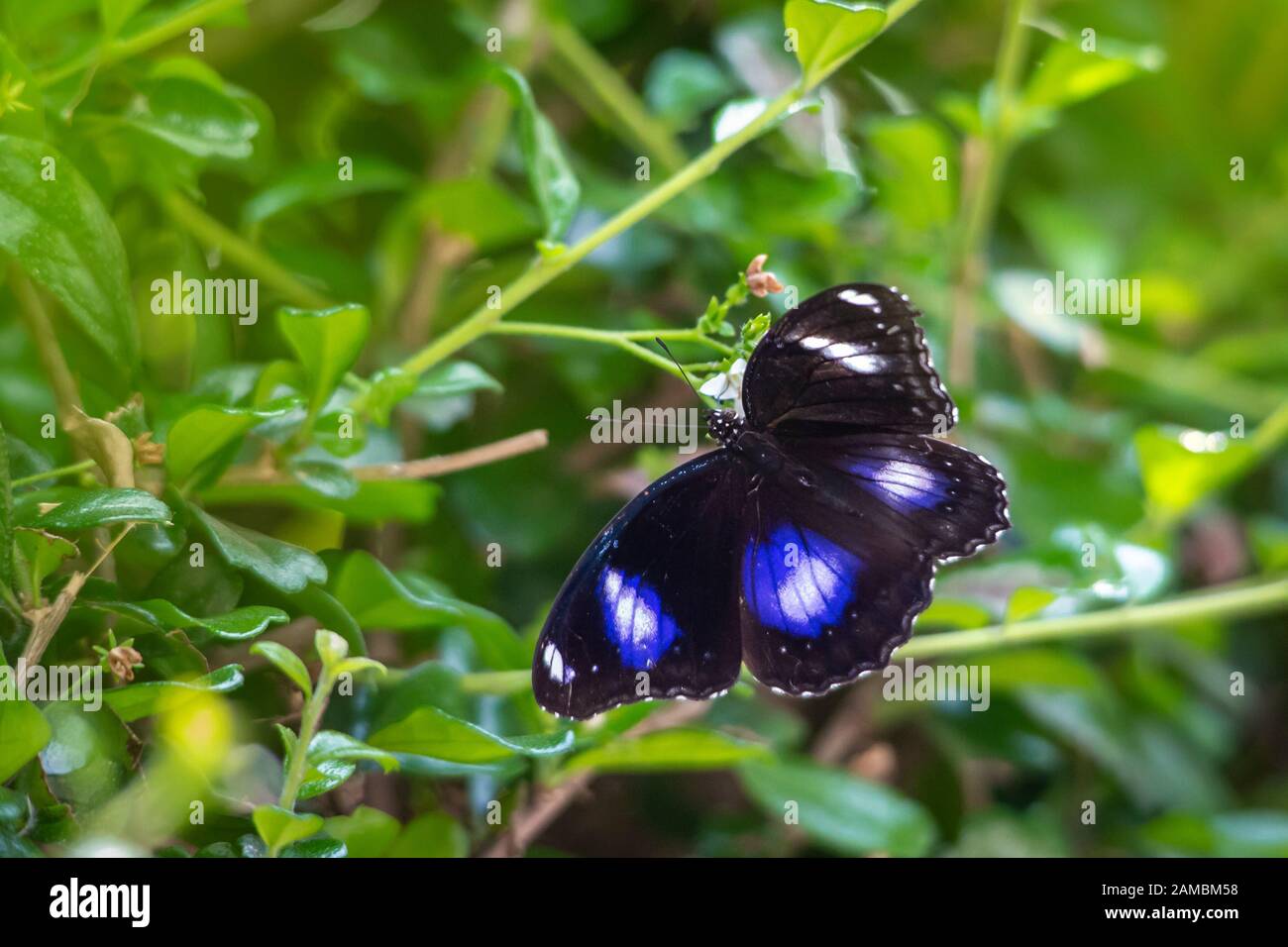 Blue moon butterfly (Hypolimnas bolina Stock Photo Alamy