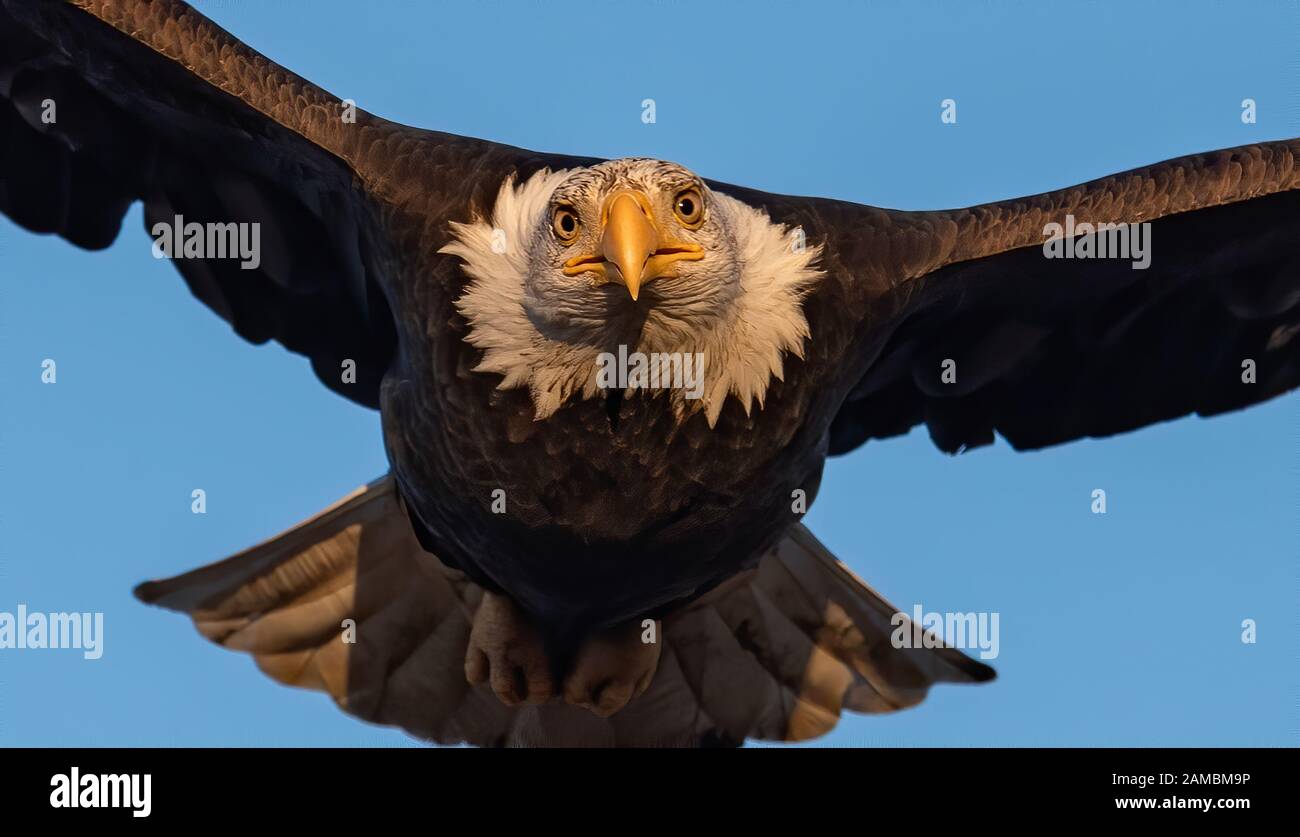 Bald eagle in Jasper Canada Stock Photo Alamy