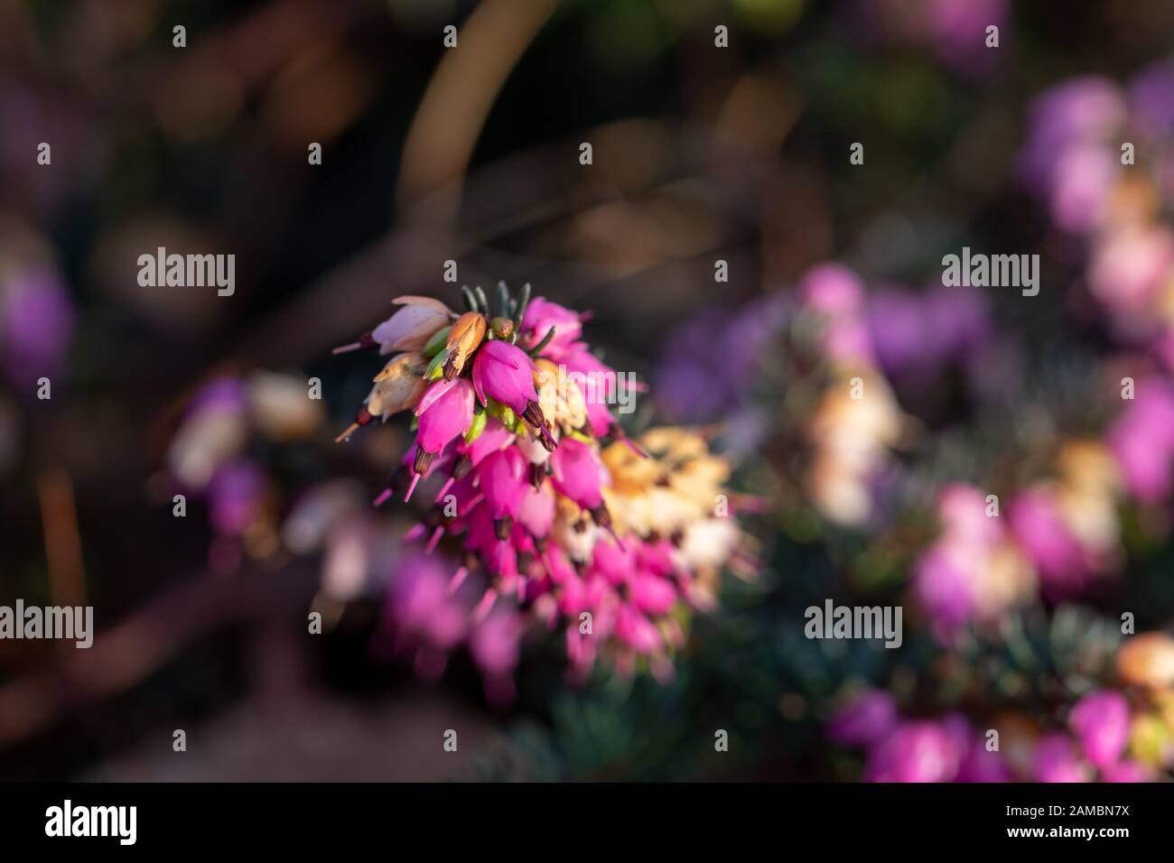 Macro shot with selective focus of Springwood Pink winter heath Stock Photo