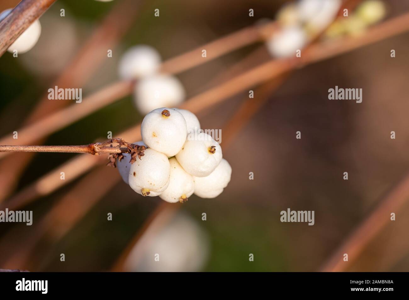 Macro shot of white hedge berries Stock Photo