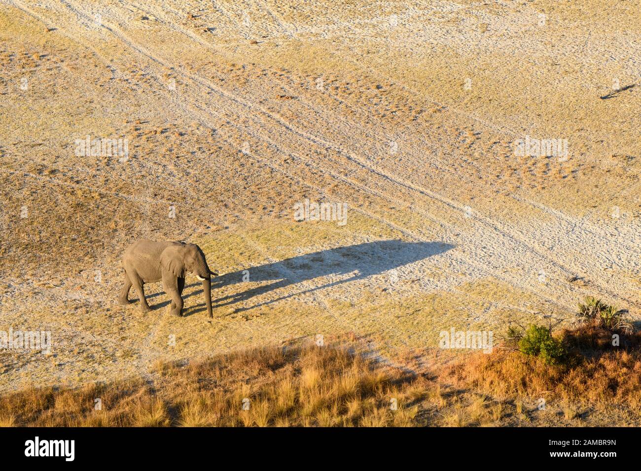 Aerial view of African Elephant, Loxodonta africana, and shadow, Macatoo, Okavango Delta, Botswana Stock Photo