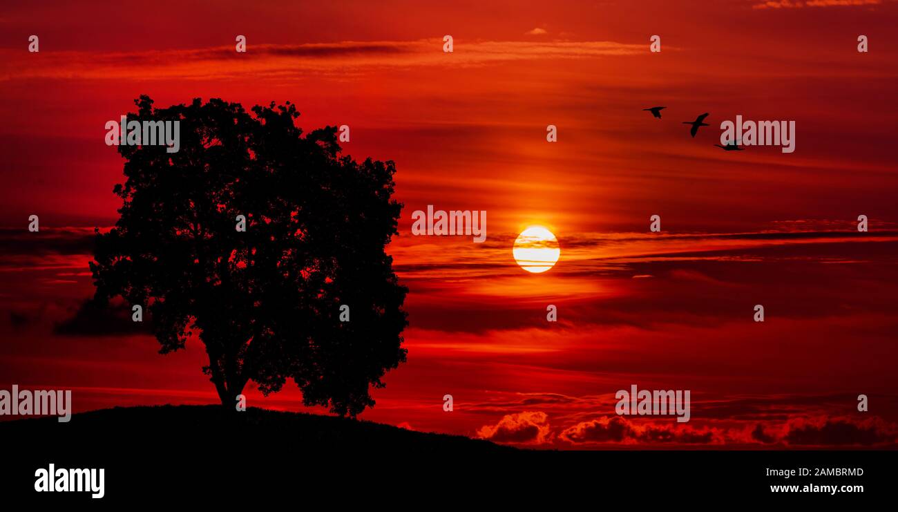 Old majestic tree hi-res stock photography and images - Alamy