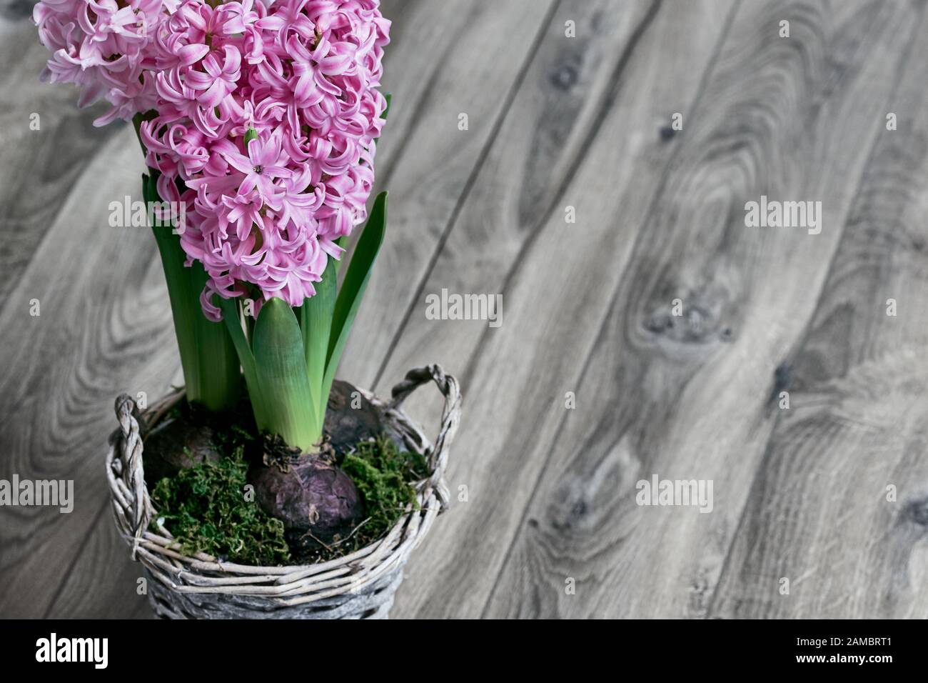 Pink hyacinths with green leaf in a small flower basket on gray wooden background Stock Photo