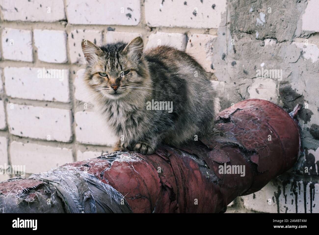 A gray cat sits on a metal pipe and looks at the camera, against the background of a brick house. A lone animal is basking in a pipe. Portrait of a cu Stock Photo