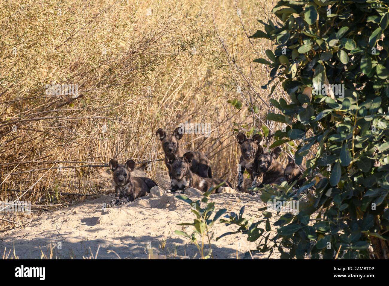 African wild dog puppies at their den, Lycaon pictus, Macatoo, Okavanago Delta, Botswana. Also known as Painted Wolf. Stock Photo