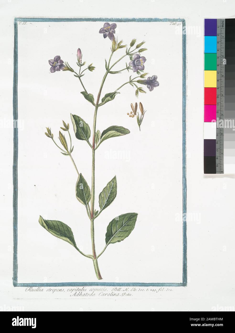 Ruellia Strepens Capitulis Comosis Adhatoda Carolina Wild Petunia Title Page Of Vols 2 5 Hortus Romanus Secundum Systema Turnefortii A Nicolao Martellio Linneanis Characteribus Expositus Adjectis Singularum Plantarum Analysi Ac Viribus