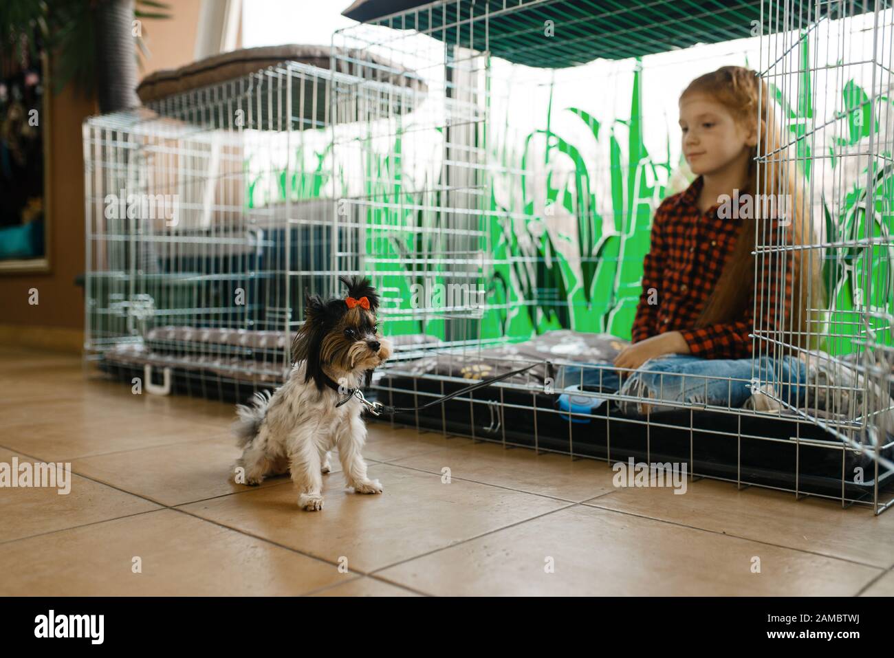 pet supermarket dog crates