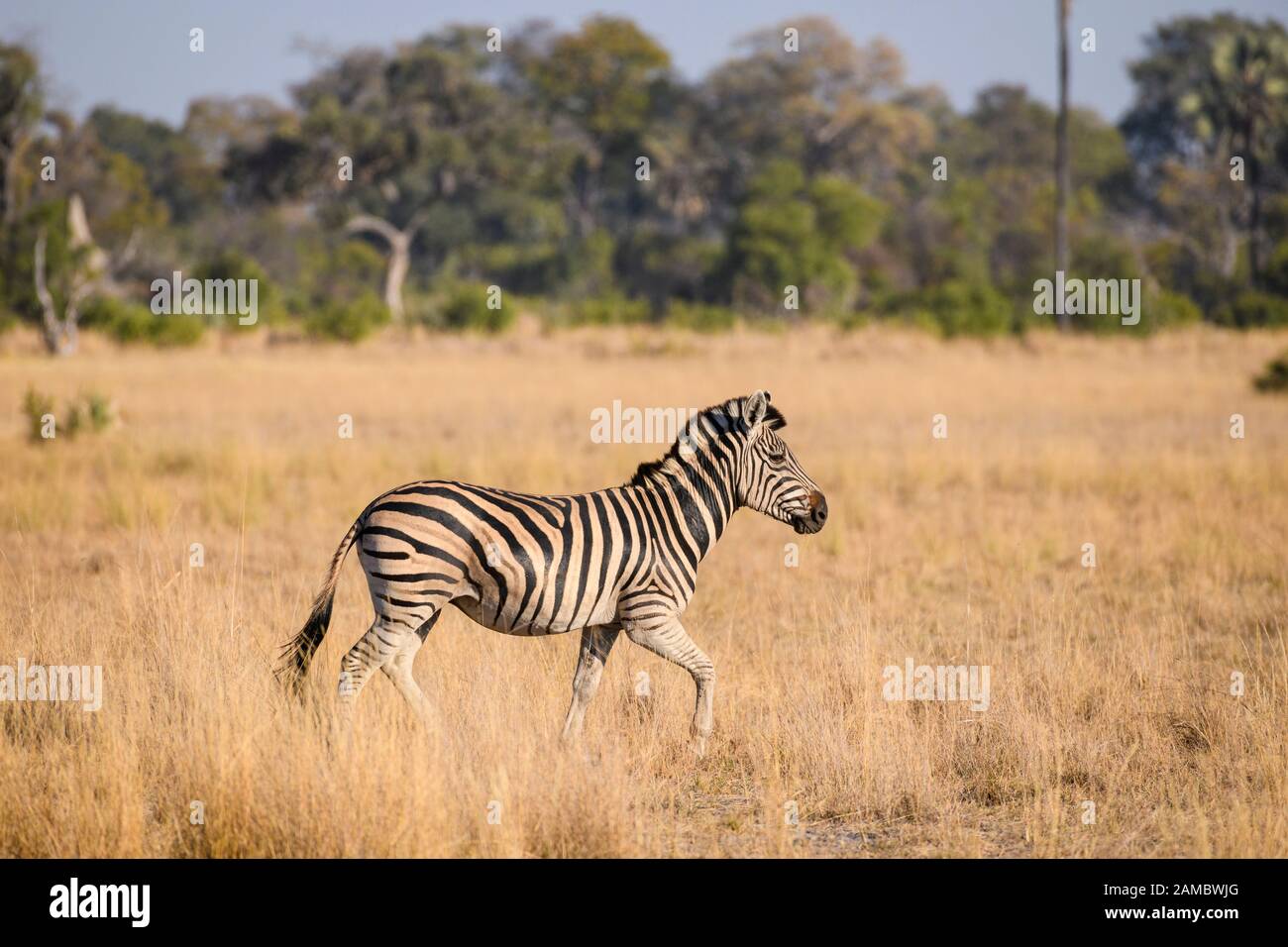 Burchell's zebra, Equus quagga burchellii, running, Macatoo, Okavango Delta, Botswana. Also known as Plains or Common Zebra Stock Photo