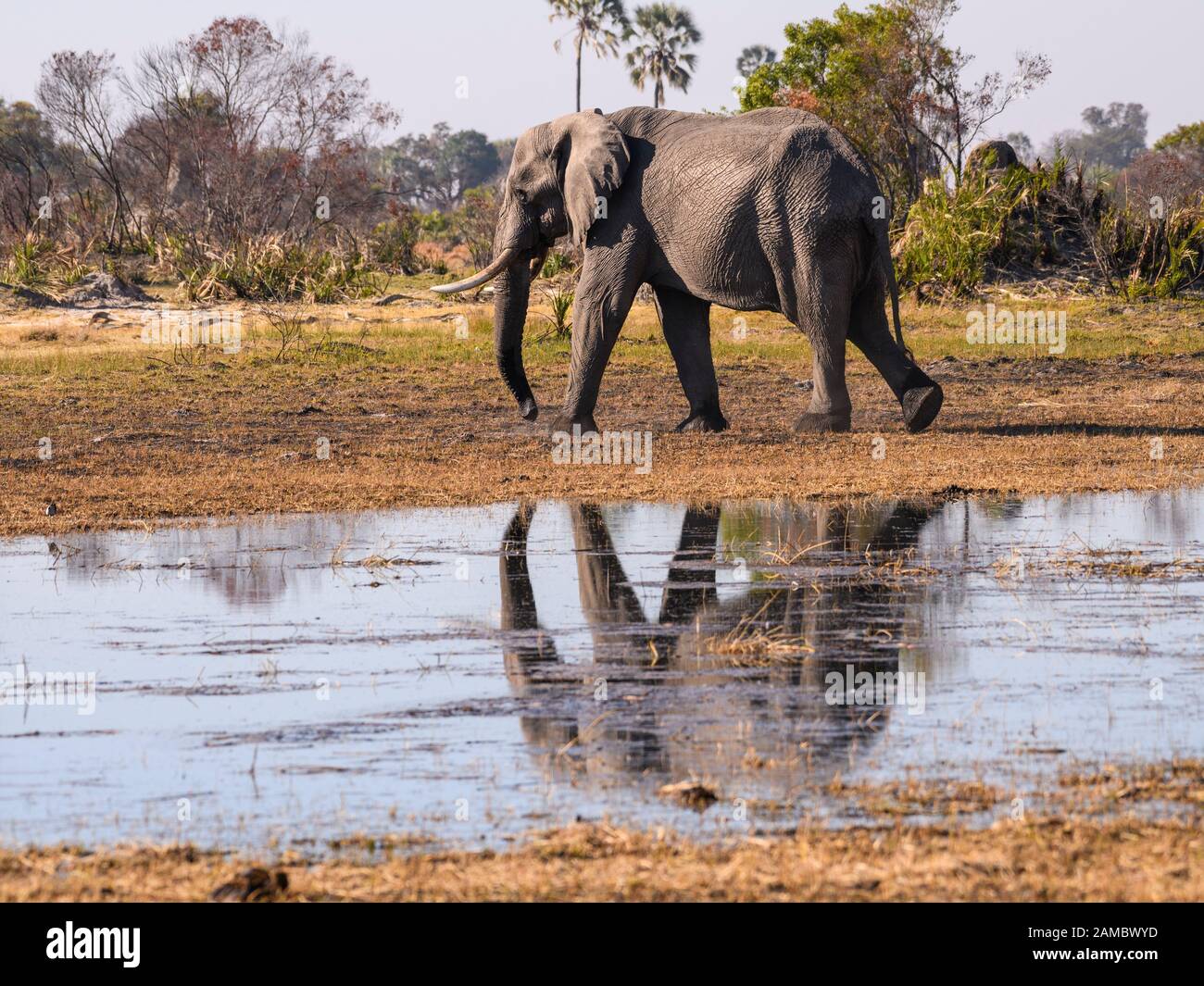 Male African Elephant, Loxodonta africana, wearing a tracking collar, Macatoo, Okavango Delta, Botswana Stock Photo