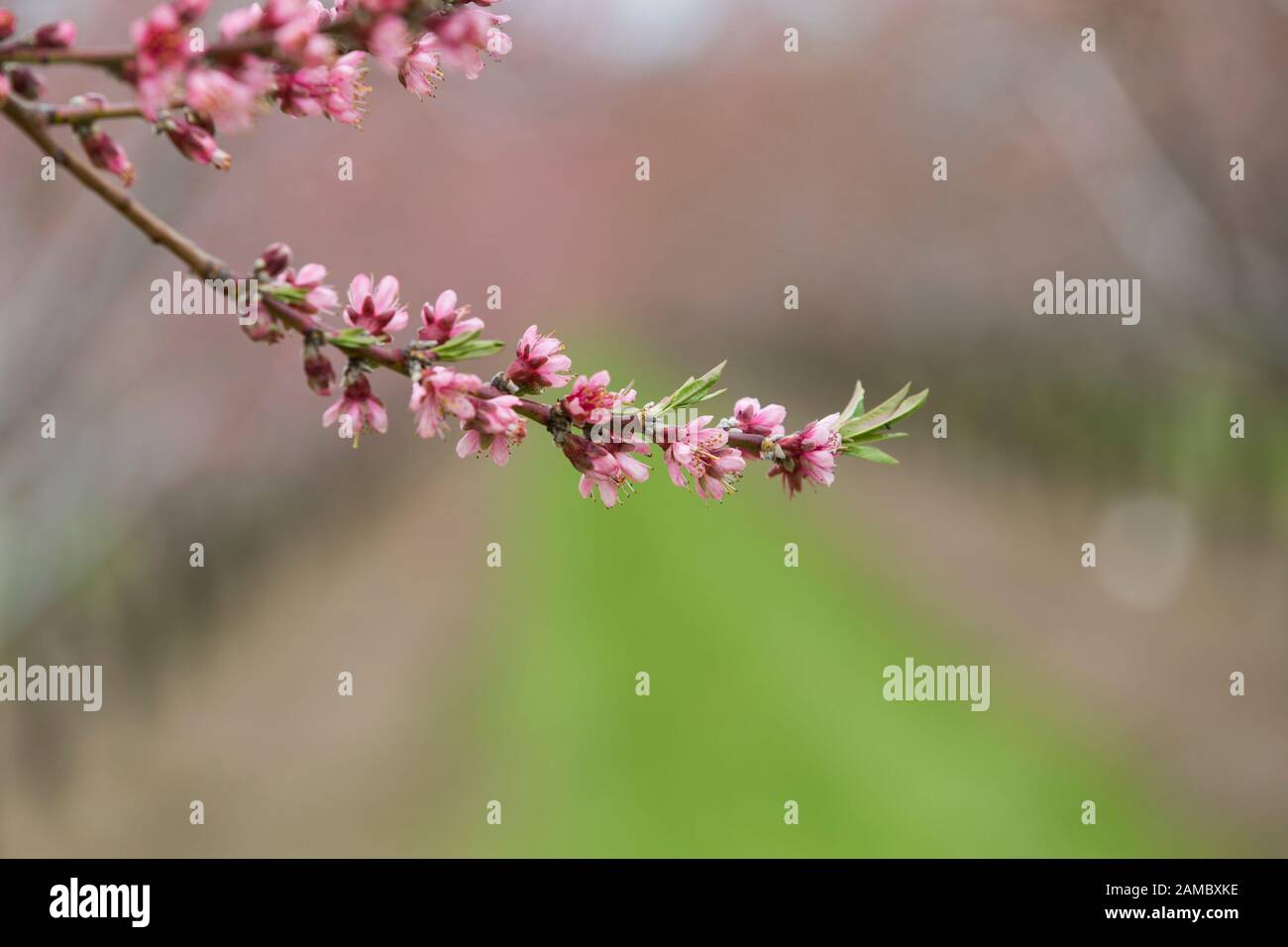Close up go apple blossoms on a tree Stock Photo
