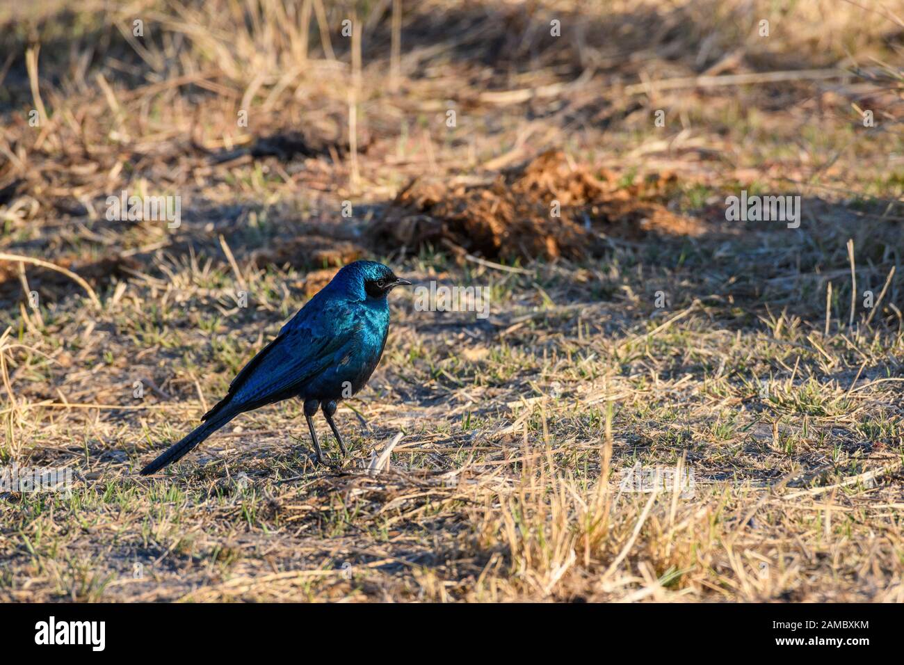 Burchell's Starling or Burchell's Glossy-starling, Lamprotornis australis, Khwai Private Reserve, Okavango Delta, Botswana Stock Photo