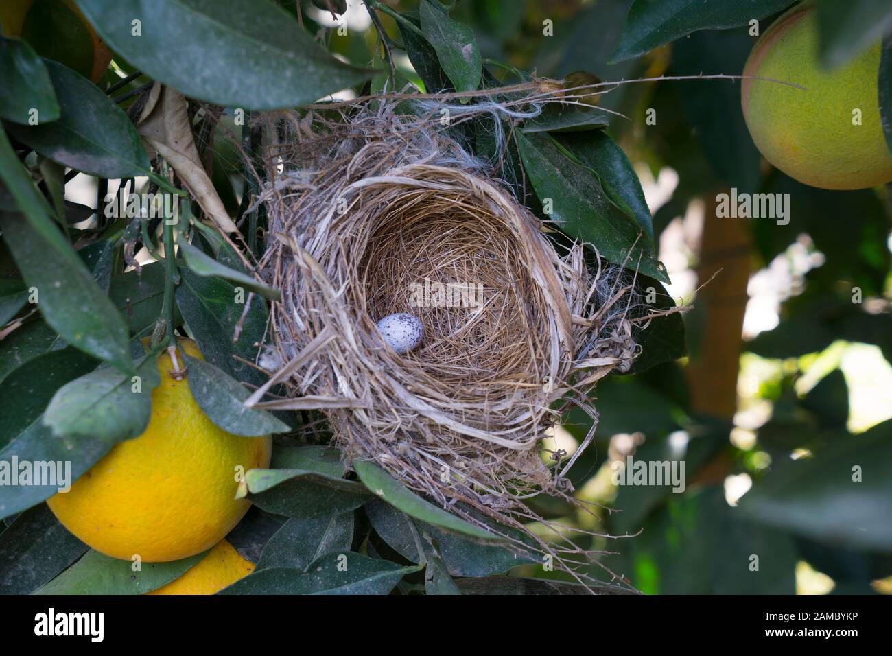 Bird's nest with egg Stock Photo