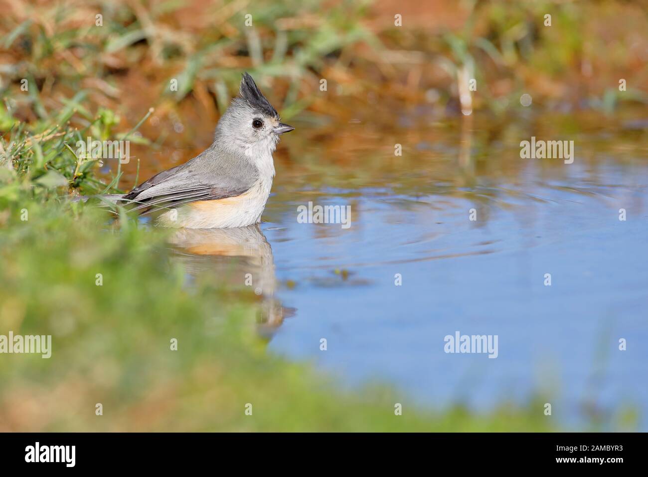 Black-crested Titmouse (Baeolophus atricristatus) bathing, Texas, USA Stock Photo