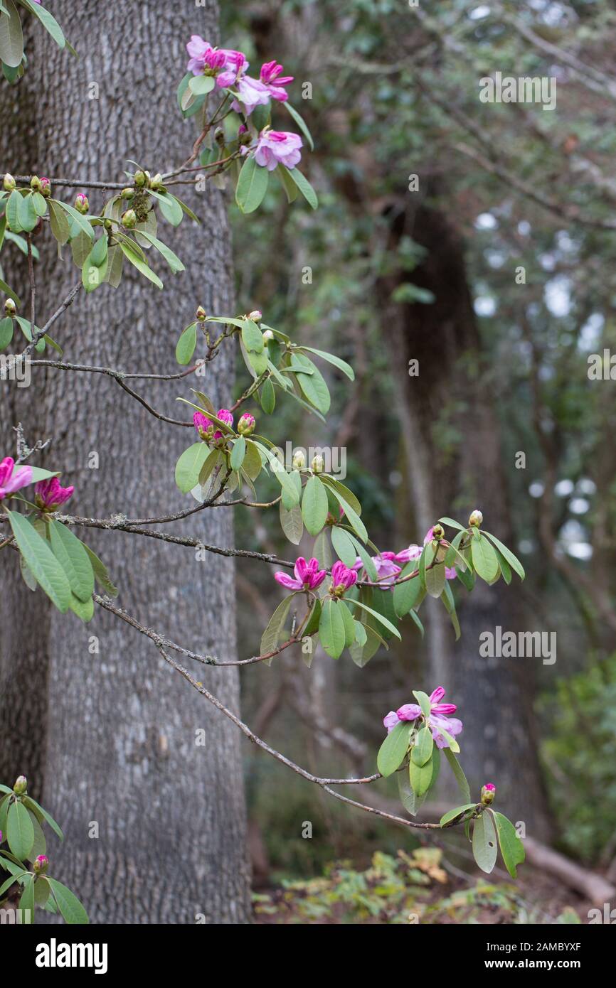 Rhododendron ririei flowers. Stock Photo