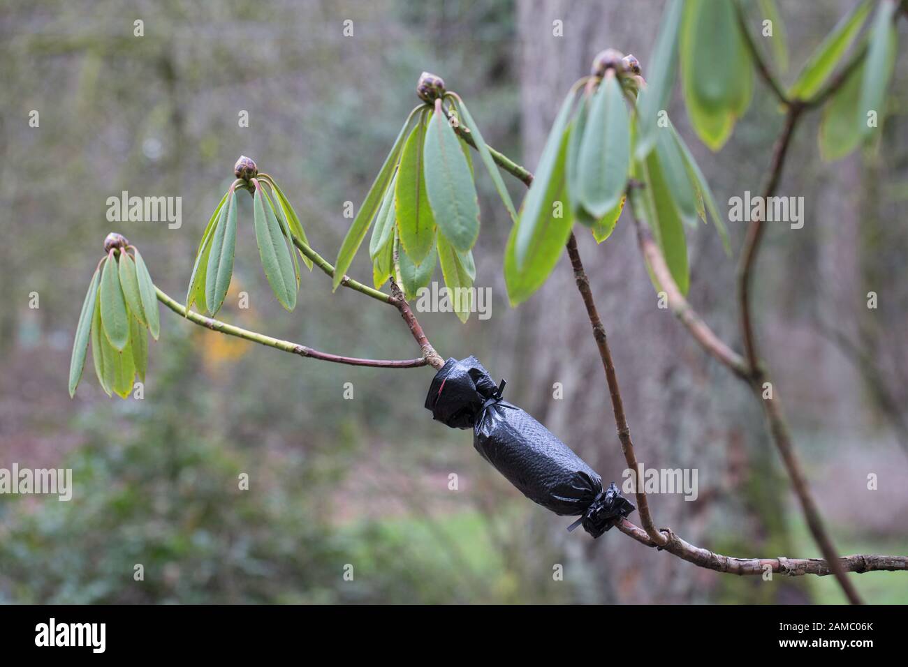 Propagating Rhododendron Air layering propagation of a rhododendron shrub using plastic bag ...