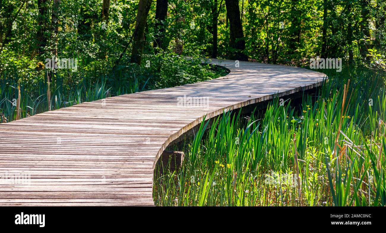 Panoramic view of a corduroy road leading past a swampy ditch with reed to a shadowy forest on a sunny day. Stock Photo