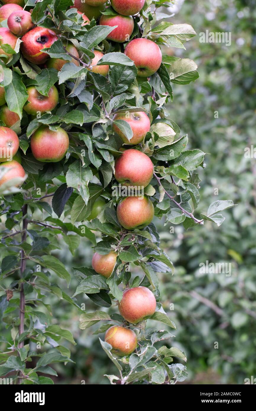 Malus domestica 'Missing Link'. Apples on a tree. Stock Photo