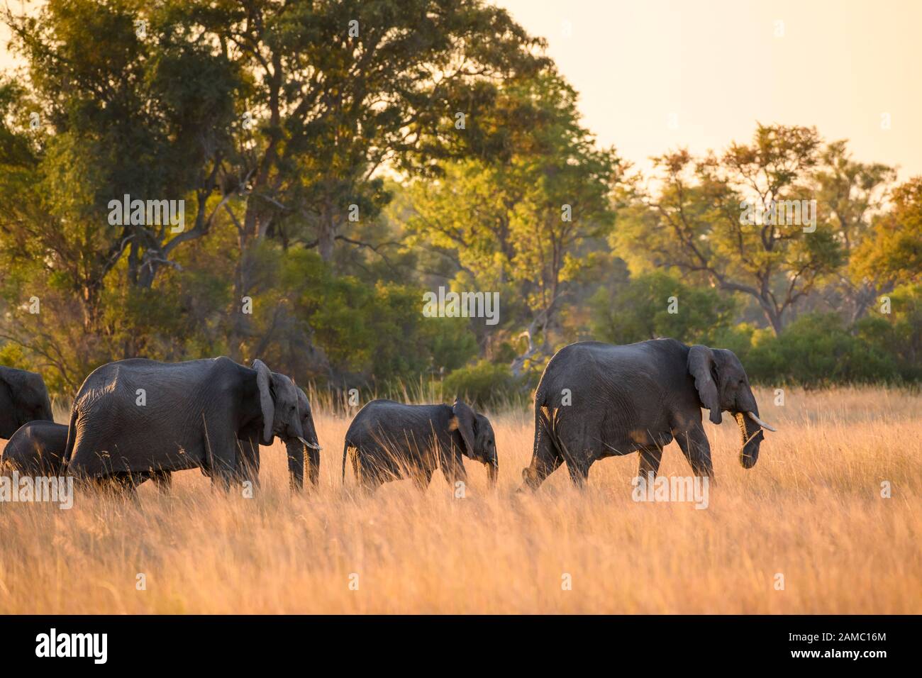 African Elephant, Loxodonta africana, Macatoo, Okavango Delta, Botswana Stock Photo