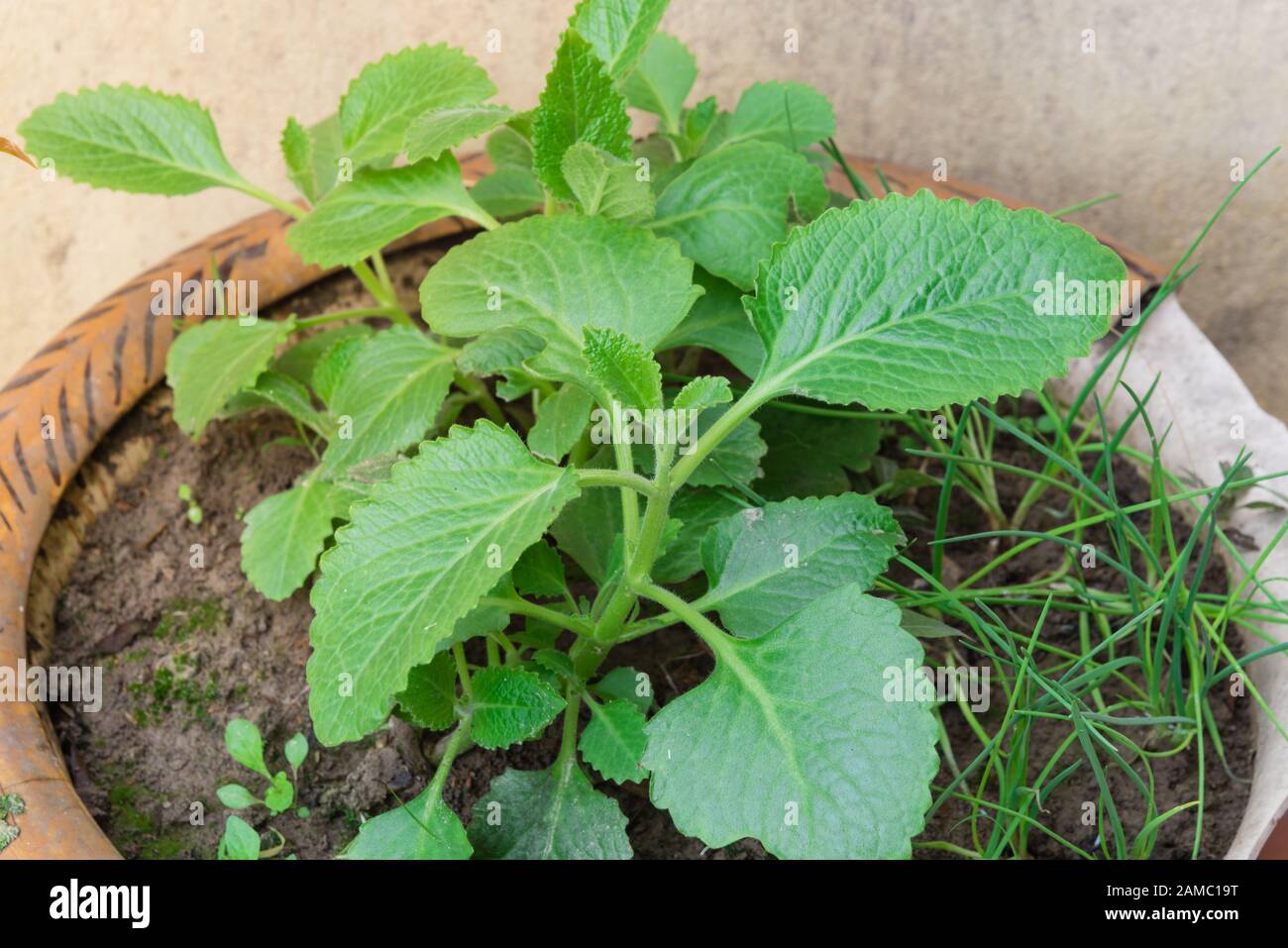 Close up of spanish mint plant hires stock photography and images Alamy
