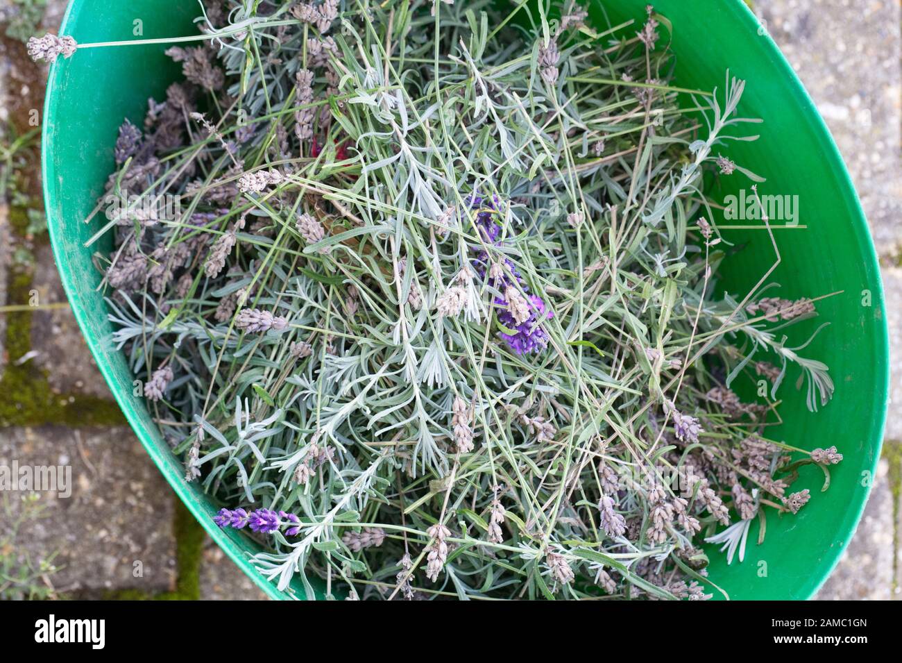 Lavandula angustifolia - Trimming back Lavender flowers Stock Photo
