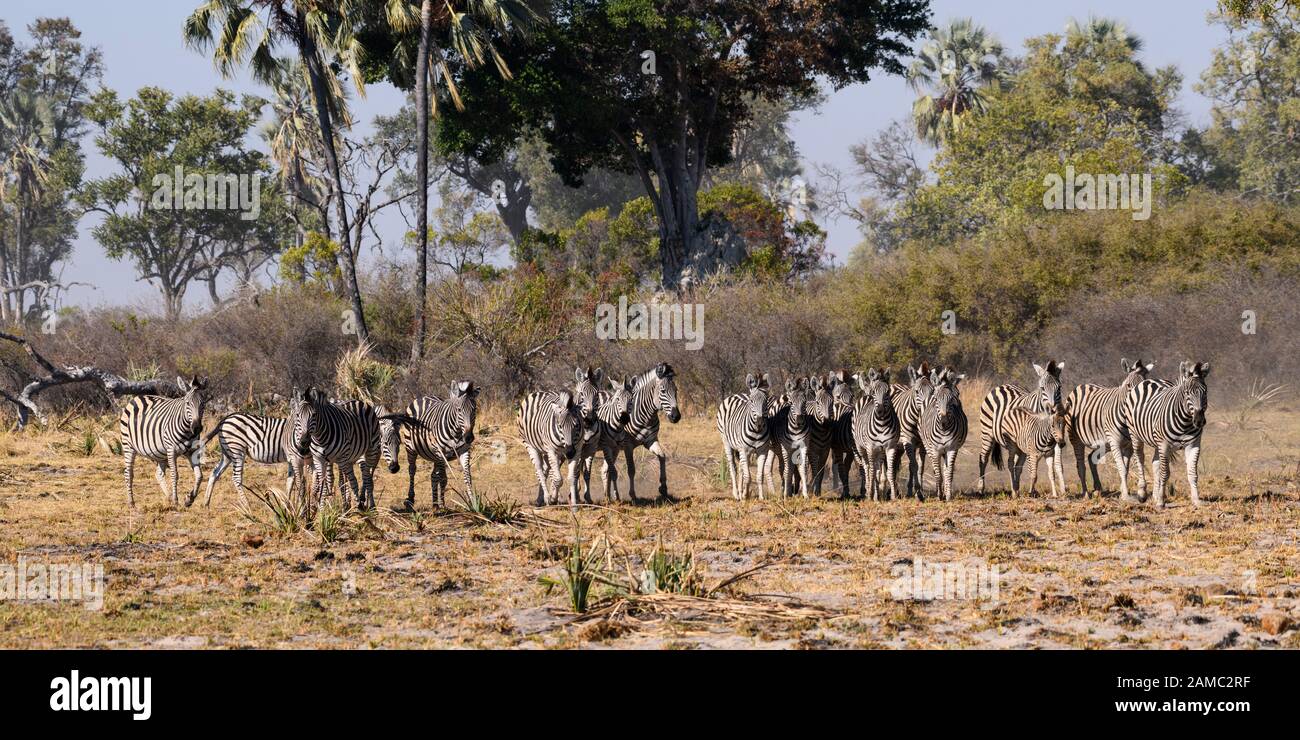 Herd of Burchell's zebra, Equus quagga burchellii, Macatoo, Okavango Delta, Botswana. Also known as Plains or Common Zebra Stock Photo