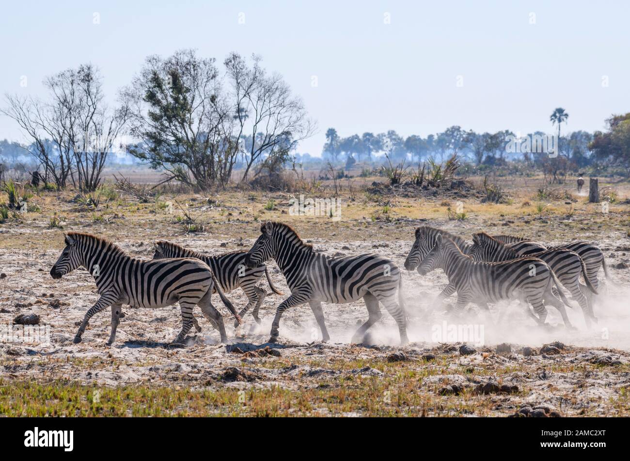 Herd of Burchell's zebra, Equus quagga burchellii, running, Macatoo, Okavango Delta, Botswana. Also known as Plains or Common Zebra Stock Photo