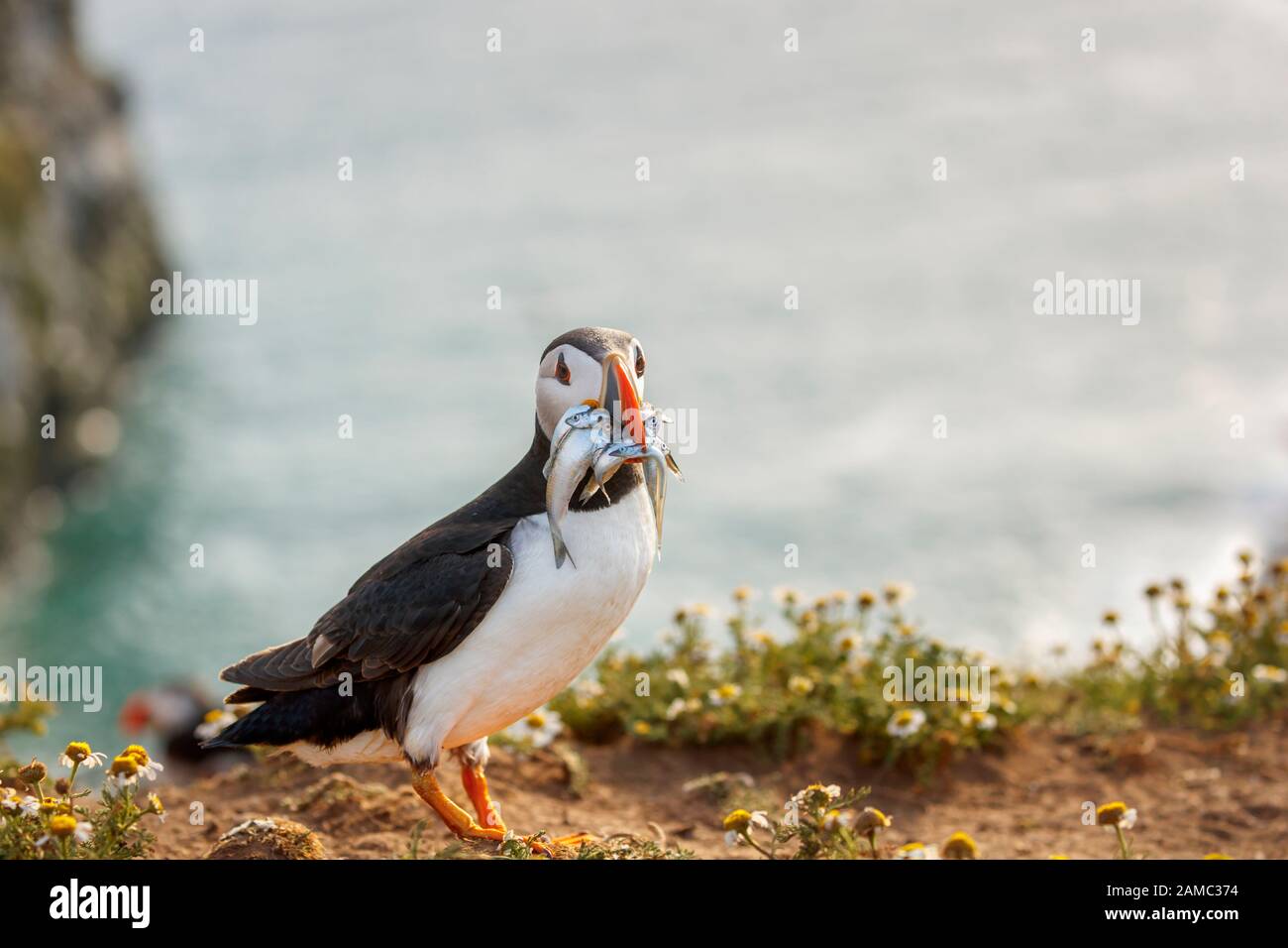 Atlantic puffin (common puffin, Fratercula arctica) with beak full of sand eels on Skomer, a nature reserve island, west Wales coast in Pembrokeshire Stock Photo