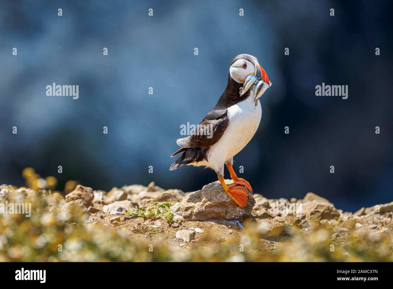 Atlantic puffin (common puffin, Fratercula arctica) with beak full of sand eels on Skomer, a nature reserve island, west Wales coast in Pembrokeshire Stock Photo