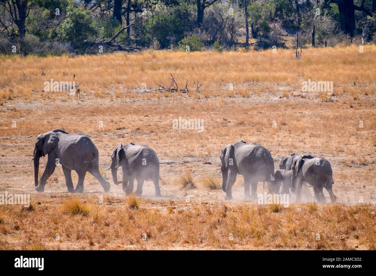 African Elephant, Loxodonta africana, Macatoo, Okavango Delta, Botswana Stock Photo