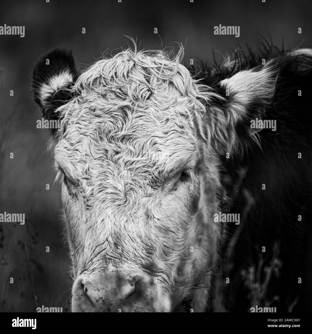Black and white image of a Hereford Cow Stock Photo