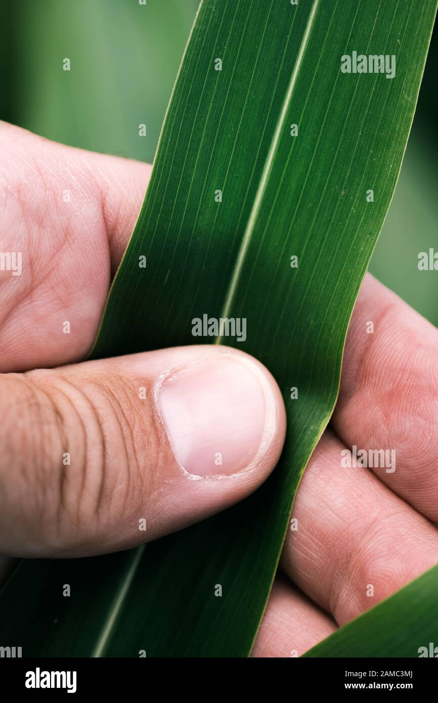 Agronomist examining sudan grass crop in plantation, close up of hand Stock Photo