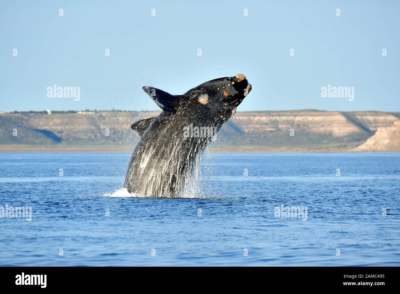 Southern right whale, Eubalaena australis, Südkaper, Valdes Peninsula, Province of Chubut, Argentina, South America Stock Photo