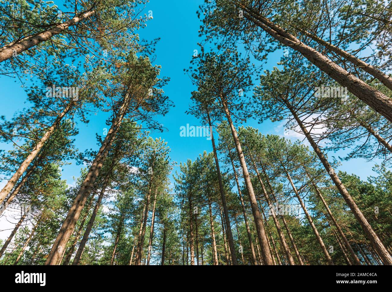 Evergreen forest hi-res stock photography and images - Alamy