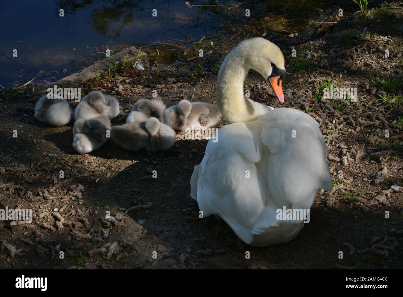 Swans in Brickfields Pond in Ryhl. North Wales Stock Photo