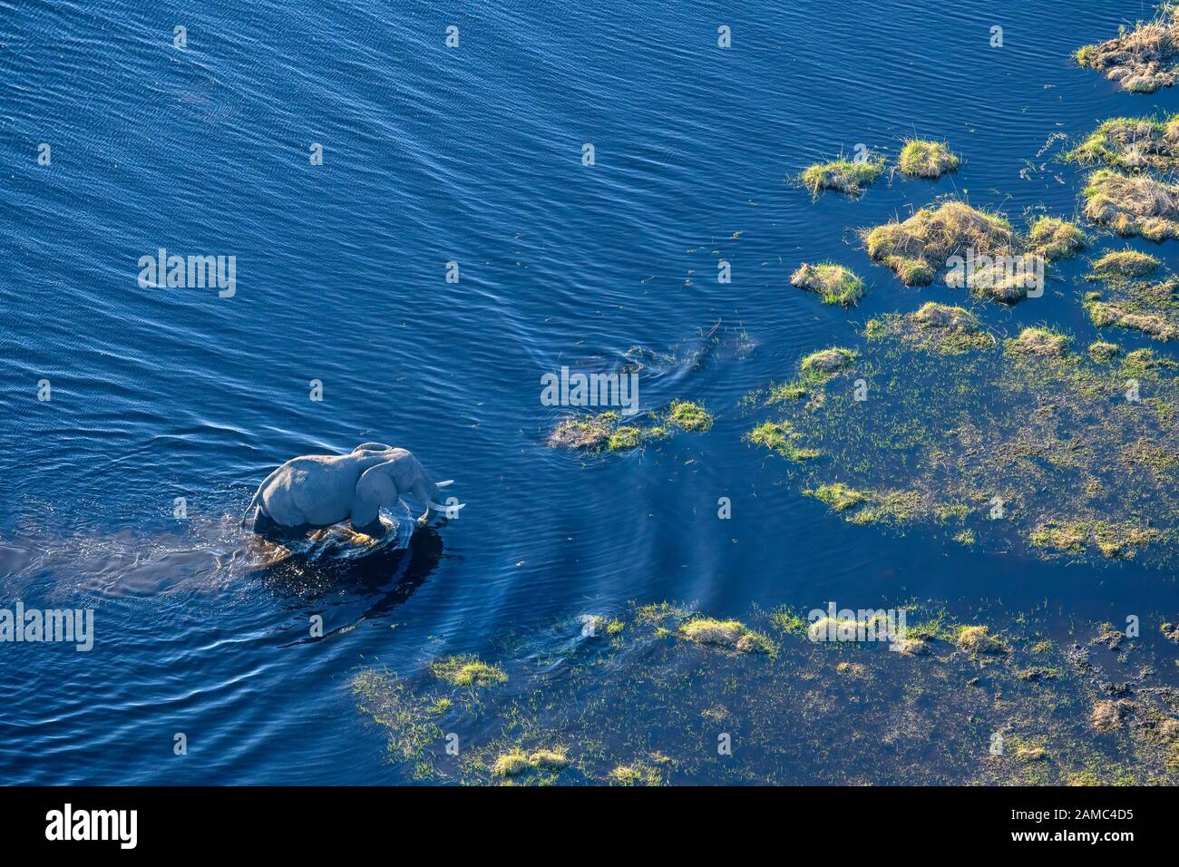Aerial view of African Elephant, Loxodonta africana, crossing the water, Macatoo, Okavango Delta, Botswana Stock Photo