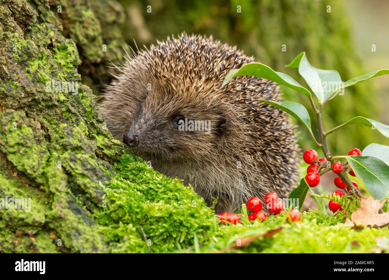Hedgehog (Scientific name: Erinaceus europaeus) in natural woodland habitat, peeping over a tree stump with green moss and red Holly berries. Stock Photo