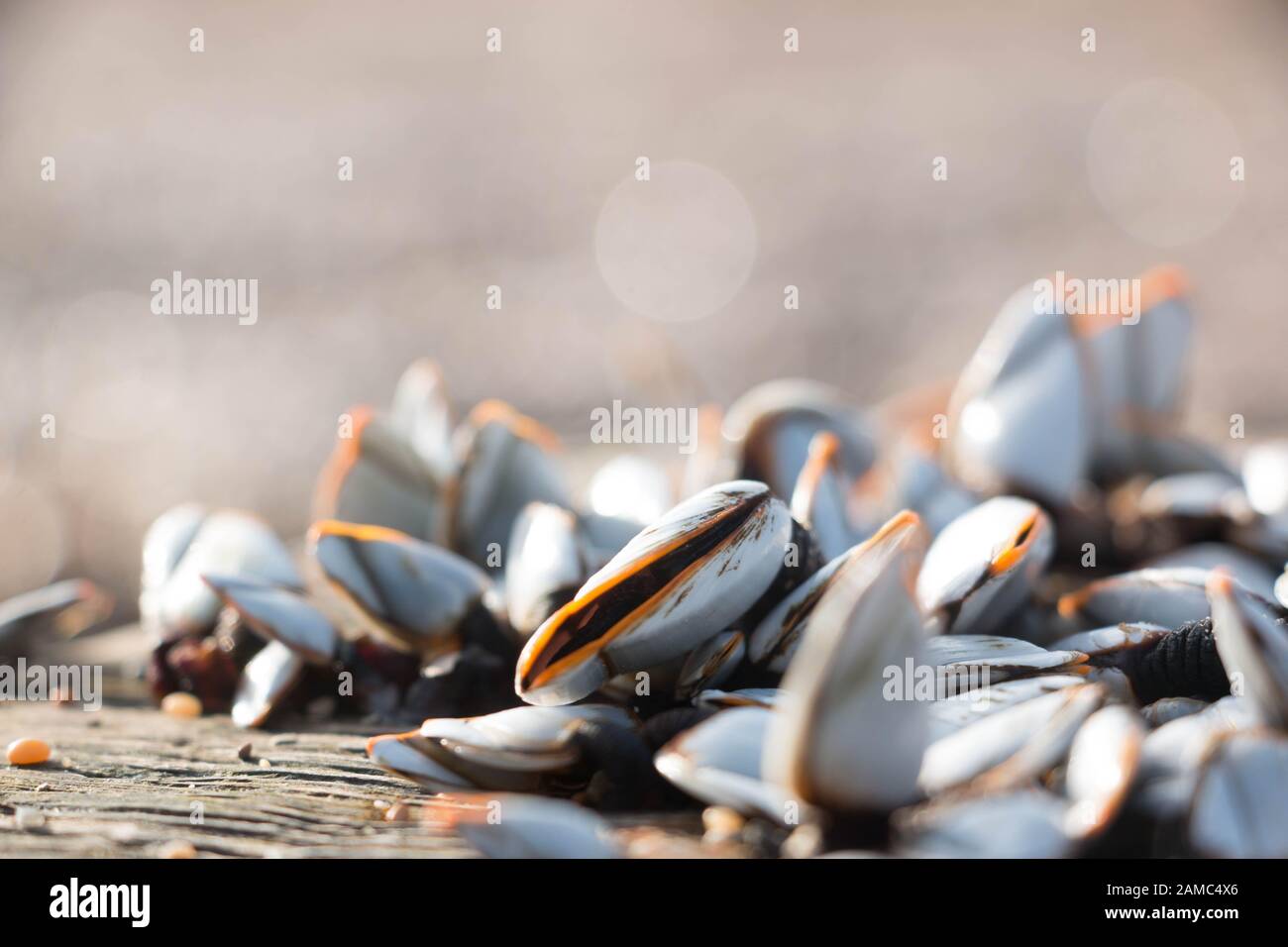 Closeup of gooseneck barnacles on driftwood on pebble beach Stock Photo
