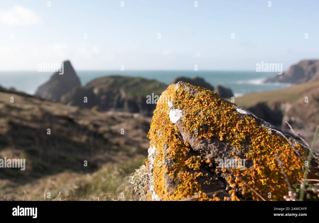 Yellow lichen on rock overlooking Kynance Cove, Cornwall, from South West Coast Path Stock Photo