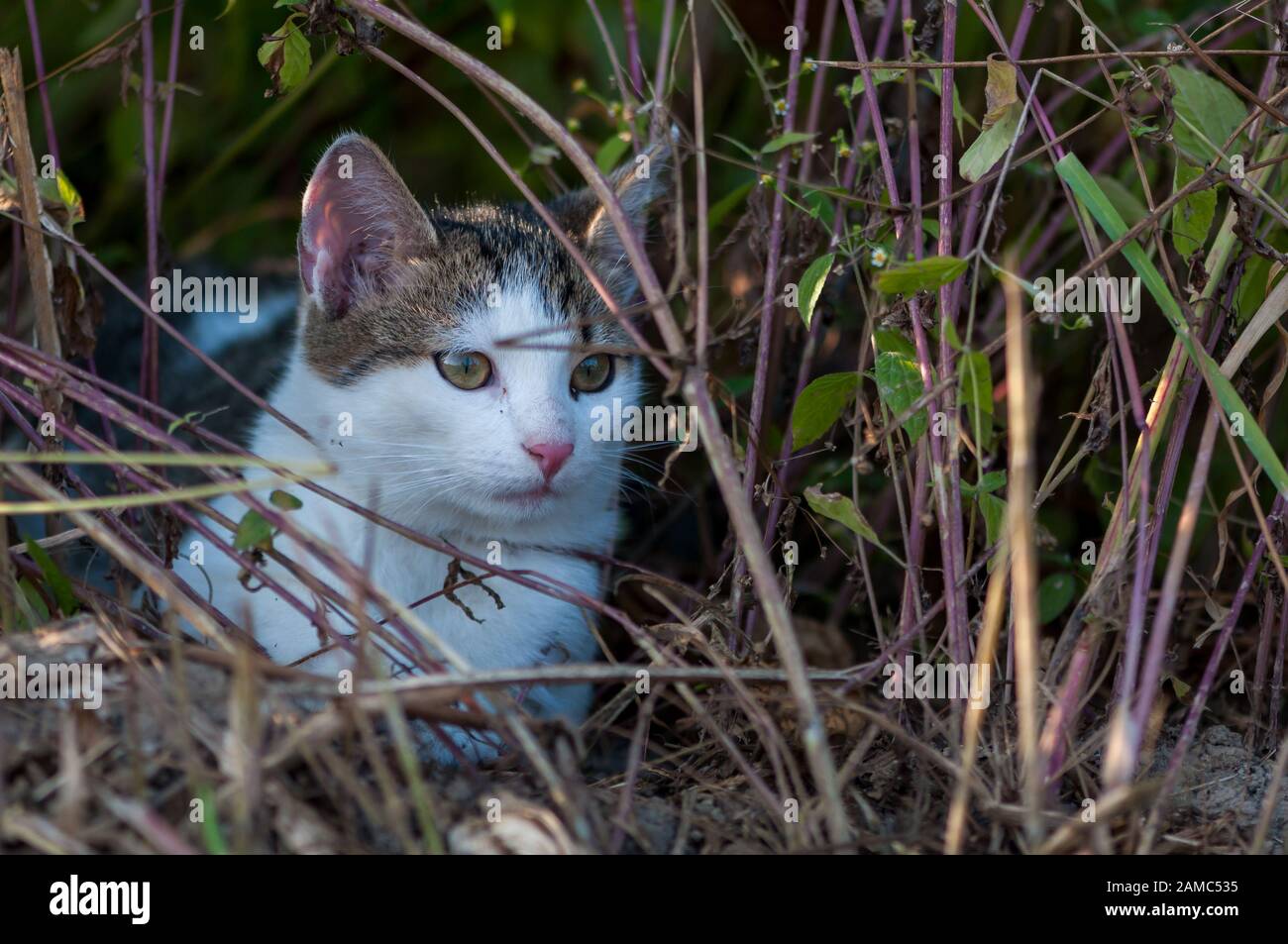 Predator in hiding domestic hi-res stock photography and images - Alamy