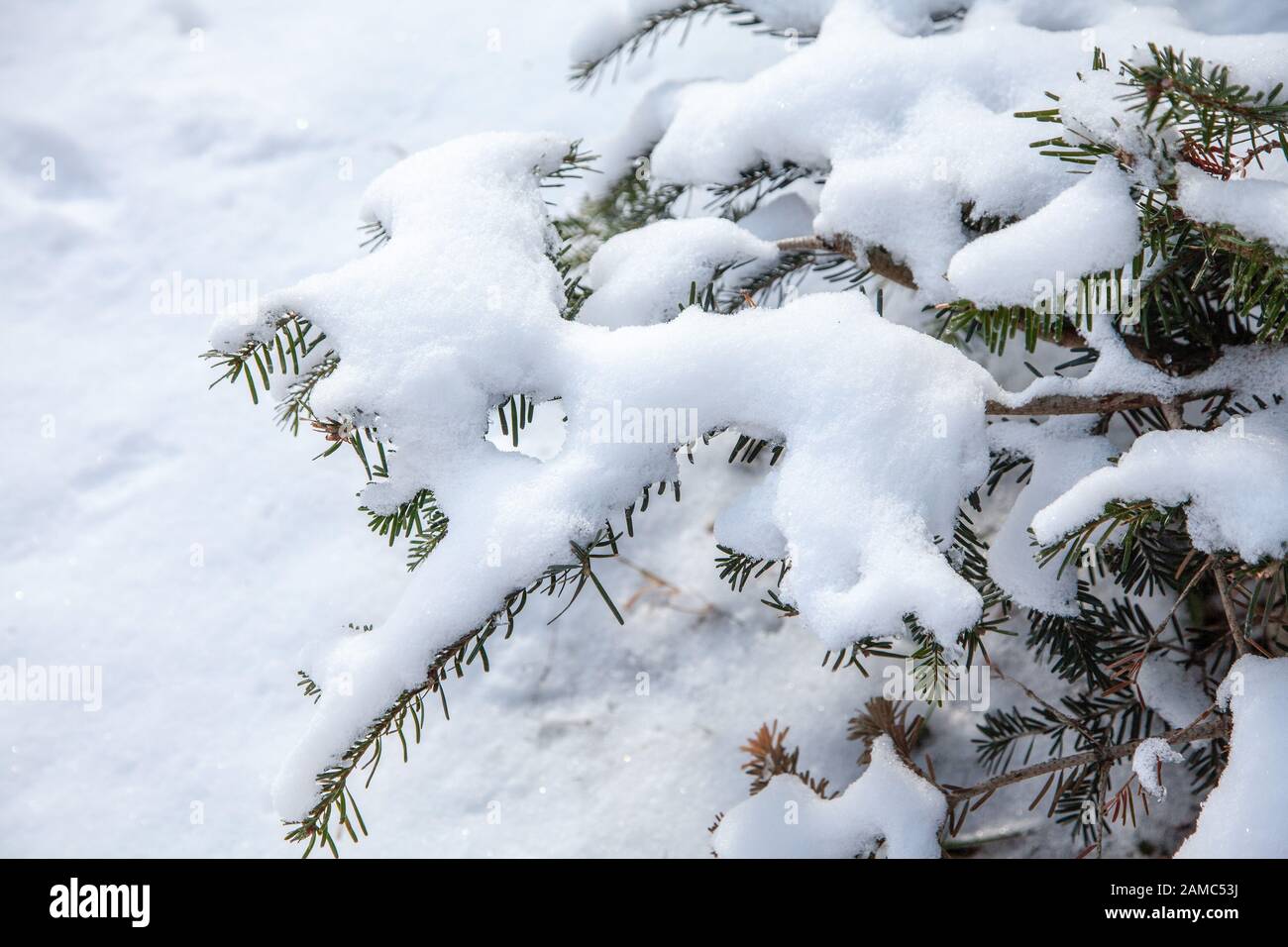 Beauty fir in snow tree hi-res stock photography and images - Alamy