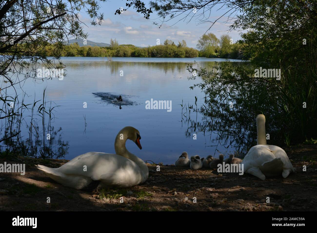 Swans in Brickfields Pond in Ryhl. North Wales Stock Photo