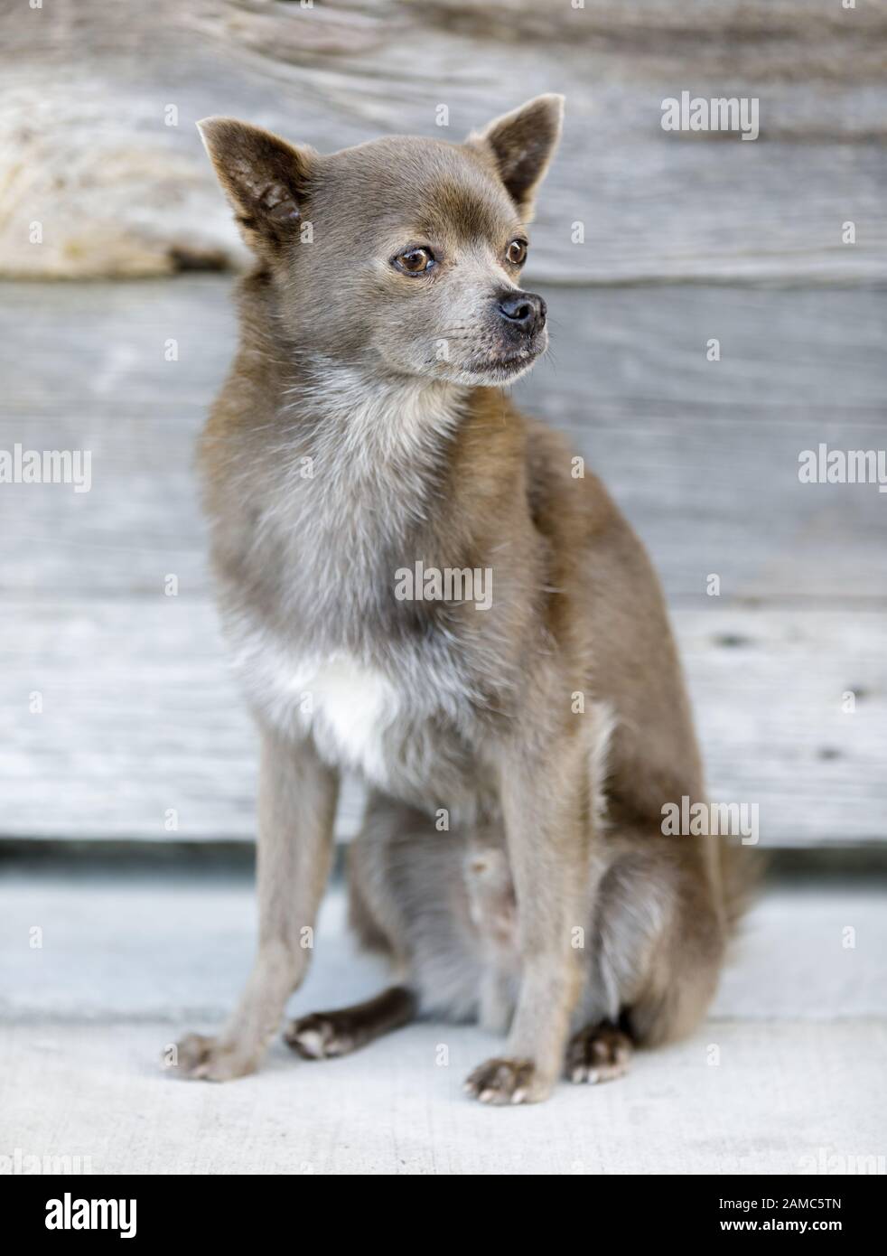 Schipperke and Chihuahua cross breed puppy dog. Stock Photo